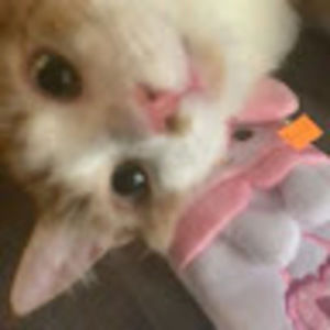 Meet your Posher, Sian